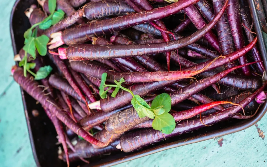 Purple carrots can be beneficial to your health